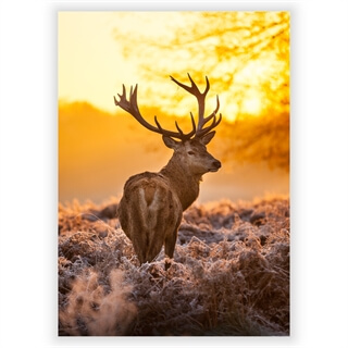 Poster mit Rotwild bei Sonnenaufgang