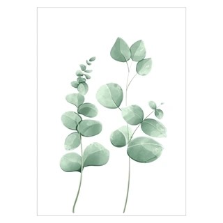 Wunderschönes Aquarellposter mit Eukalyptuspflanzen