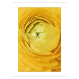 Poster mit einer Nahaufnahme einer gelben Rose