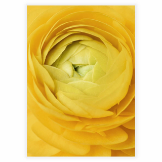 Poster mit einer Nahaufnahme einer gelben Rose