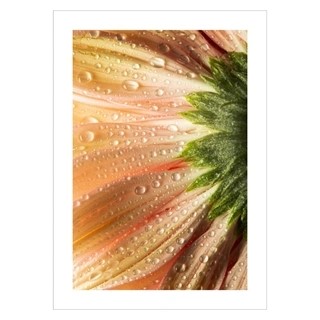 Poster mit einer Nahaufnahme einer Blume in Korallenfarbe