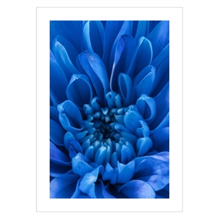 Poster mit einer Nahaufnahme eines blauen Blütenblattes