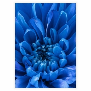 Poster mit einer Nahaufnahme eines blauen Blütenblattes