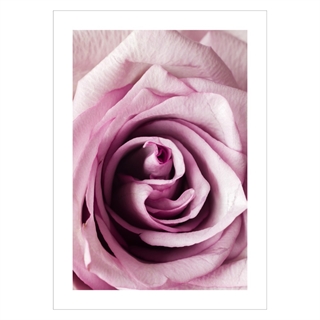 Poster mit einer Nahaufnahme einer Rose in Hellrosa und Rosatönen