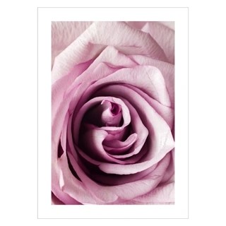 Poster mit einer Nahaufnahme einer Rose in Hellrosa und Rosatönen