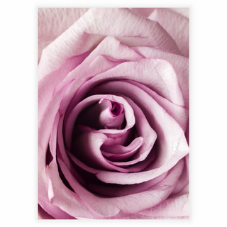 Poster mit einer Nahaufnahme einer Rose in Hellrosa und Rosatönen