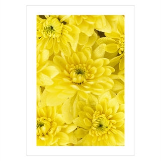 Poster mit Nahaufnahme von schönen gelben Blumen