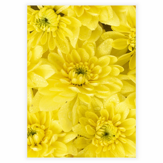 Poster mit Nahaufnahme von schönen gelben Blumen