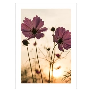 Poster mit Silhouette rosa Blume