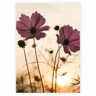 Poster mit Silhouette rosa Blume