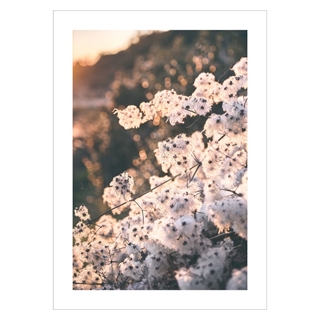 Poster mit einer Nahaufnahme von Baumwollblumen
