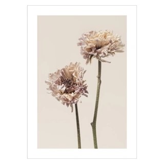 Poster mit Chrysanthemenblüte