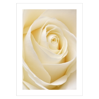 Poster mit weißer Rose