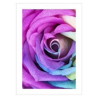Poster mit Regenbogenrose