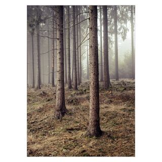 Poster mit Wald 6