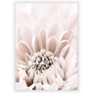 Poster mit Chrysantheme 6