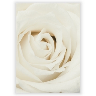 Poster mit weißer Rose