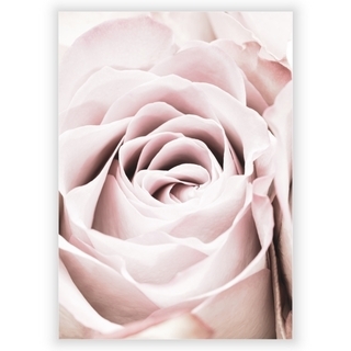 Poster mit rosa Rose 4