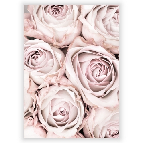 Poster mit rosa Rosen 3