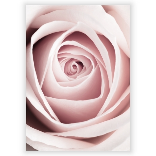 Poster - Rosa Rose 1