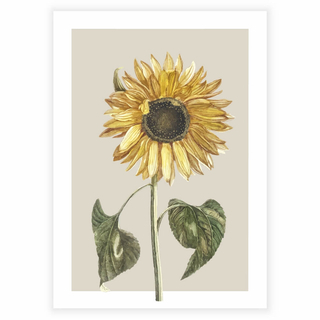 Schönes Poster mit einer gezeichneten Sonnenblume auf beigem Hintergrund als Poster