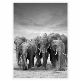 Poster - Elefanten in der Herde
