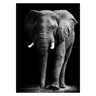 Poster mit großem Elefanten in Schwarz-Weiß