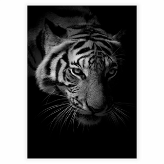 Poster mit Tiger in Schwarz und Weiß