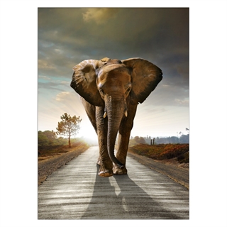 Poster mit einem Elefanten auf der Straße