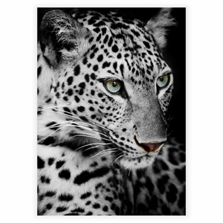 Poster von Leopard