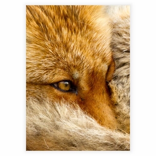 Poster mit Fuchs
