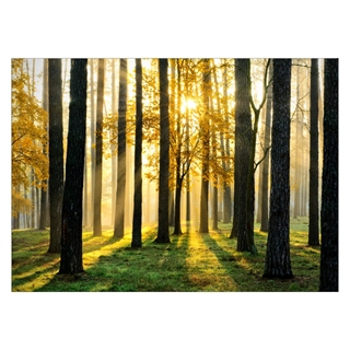 Poster mit Blick auf einen schönen Herbstwald
