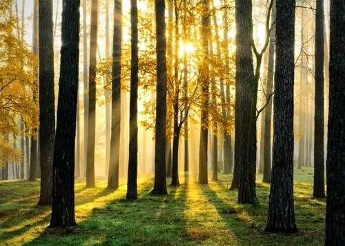 Poster mit Blick auf einen schönen Herbstwald