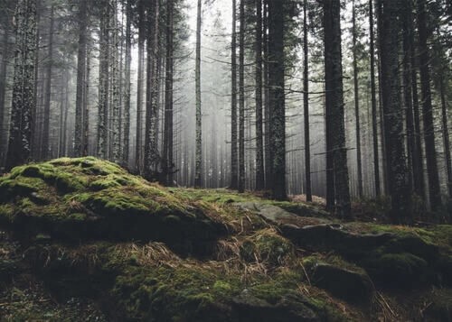 Poster mit einem Wald aus Steinen und Moos