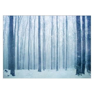 Poster mit Blick auf einen Winterwald