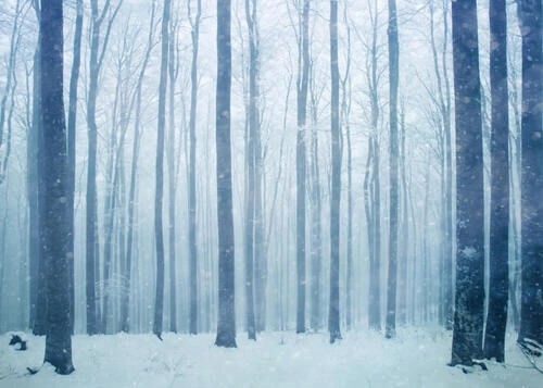 Poster mit Blick auf einen Winterwald