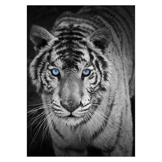 Poster mit dem coolsten Tiger mit blauen Augen
