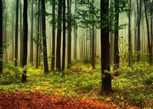 Poster mit dem Wald in Herbstfarben