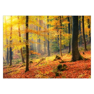 Poster mit Herbstwald in Gelbtönen