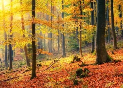 Poster mit Herbstwald in Gelbtönen