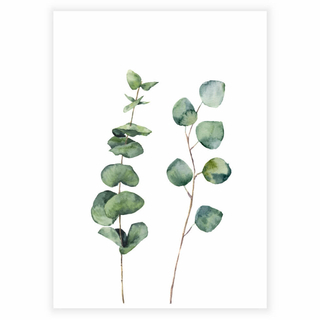 Poster mit Eukalyptuspflanze