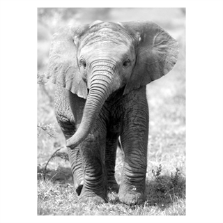Poster mit Foto eines Elefantenbabys in Weiß- und Grautönen