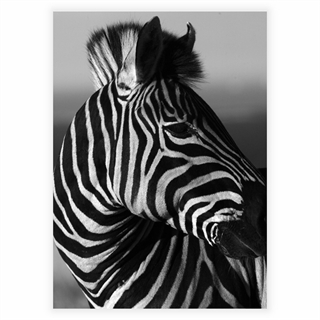 Poster - Zebra-Porträt