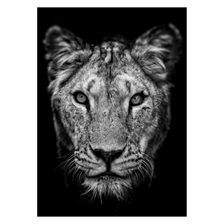 Poster mit einem Porträt einer Löwin