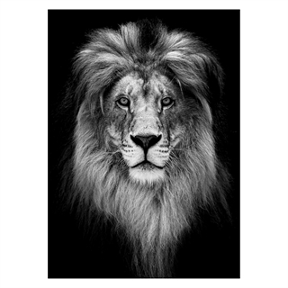 Poster mit Löwenportrait in schwarz-weiß