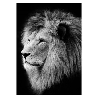 Schwarz-Weiß- Poster mit einem Löwen von der Seite