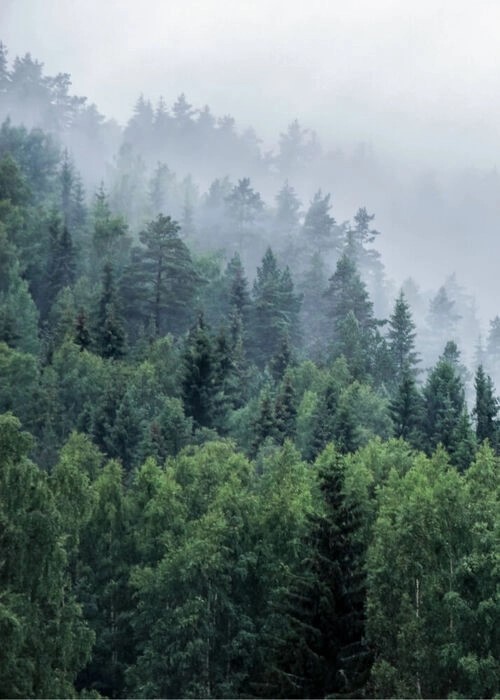 Poster mit Bäumen auf dem Berg mit Nebel