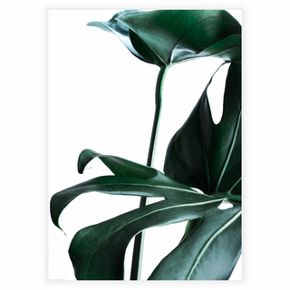 Poster mit grünen Monstera-Blättern