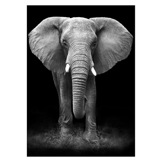 Poster mit großem Elefanten in Grautönen
