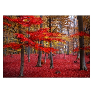 Schöner Wald in Rot- und Brauntönen